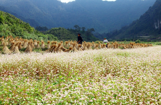 Mùa hoa tam giác mạch trên cao nguyên đá Đồng Văn, Hà Giang. Ảnh: ĐĂNG ANH