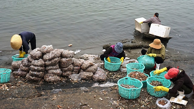 Ngư dân thu được hàng tấn hải sản tạp ở vùng biển Quảng Bình.