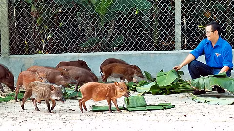 Thức ăn chính của đàn lợn là lá chuối và các loại rau tự trồng trong trang trại.