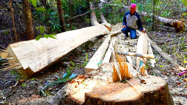 Hiện trường vụ phá rừng ở huyện Chư Păh.