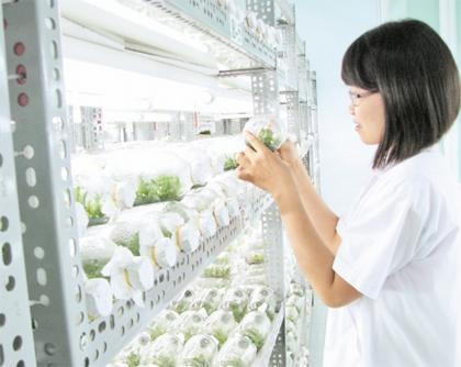 Kiểm tra nhiệt độ và độ phát triển của cây phong lan trong phòng dưỡng cây.