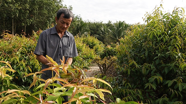 Mô hình trồng rau của hộ nông dân ở huyện Trảng Bàng.