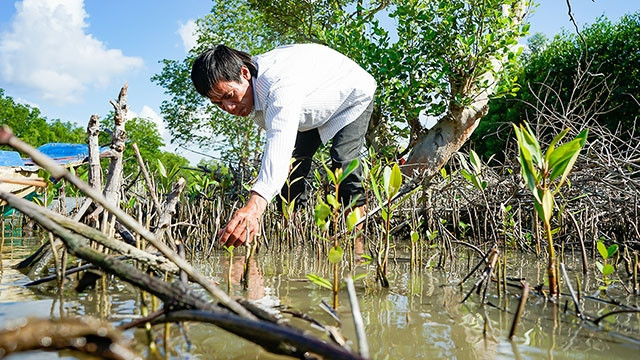 Anh Hùng cắm cây đước non trên mảnh đất của mình.