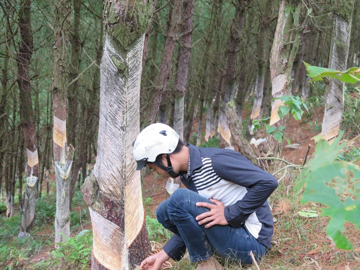 Người dân ở Khuổi Tẳng, xã Mẫu Sơn (huyện Lộc Bình) khai thác tràn lan nhựa cây thông.