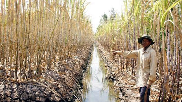 Nông dân huyện Cù Lao Dung xót xa bên rẫy mía nhiễm mặn.