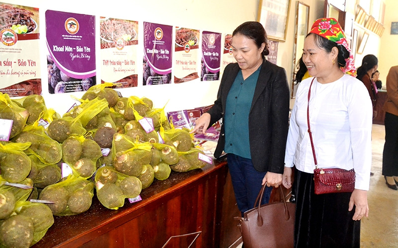  Khoai môn Bảo Yên (Lào Cai) chất lượng cao, được người tiêu dùng ưa chuộng.