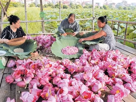 Những bông hoa sen hồ Tây được tách gạo, ướp trà. Ảnh: AN THÀNH ÐẠT