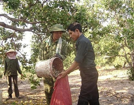 Nông dân thôn Ðức Hưng, xã Ia Nam, 7huyện Ðức Cơ (Gia Lai) thu hoạch điều. Ảnh: THANH NGỌC