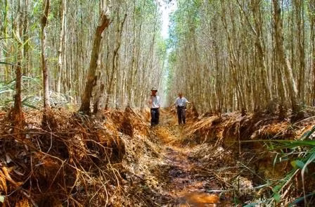 Rừng Vườn quốc gia U minh hạ trong tình trạng khô hạn