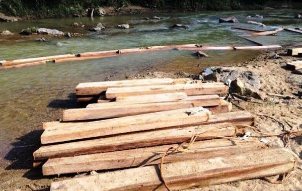  Số gỗ pơ mu khai thác trái phép tập kết dưới lòng khe chuẩn bị vận chuyển ra ngoài tiêu thụ