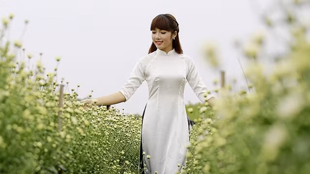 Mùa sương giăng mi cúc