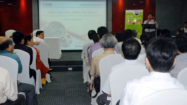 Nhiều tiềm năng phát triển cây macadamia ở Việt Nam