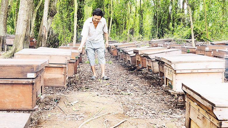 Những đàn ong dưới tán rừng tràm.