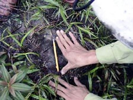 Dấu chân bò tót phát hiện tại Hướng Hóa, Quảng Trị.