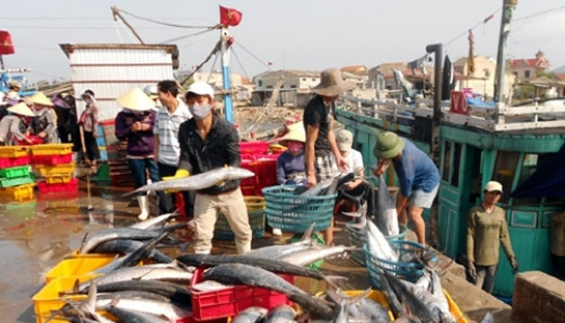 Ngư dân Bảo Ninh được mùa cá.