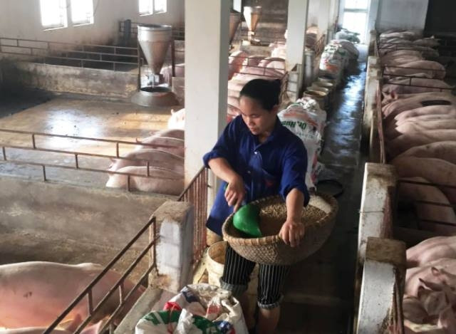 Để xuất khẩu các sản phẩm chăn nuôi vẫn còn là bài toán nan giải.