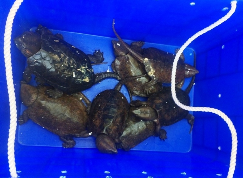 Các cá thể rùa bị vận chuyển trái phép.