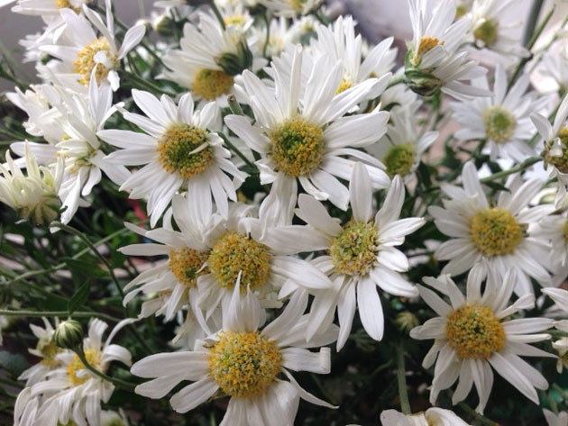  Bao giờ đến lượt cúc họa mi…