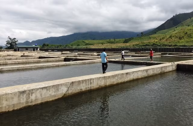 Đến nay, mặc dù chưa được cấp có thẩm quyền cấp phép nhưng cơ sở nuôi cá tầm của ông Nguyễn Văn Toản ở đầu nguồn suối Ea Krông Bông, xã Yang Mao đã được xây dựng khá hoàn chỉnh. 