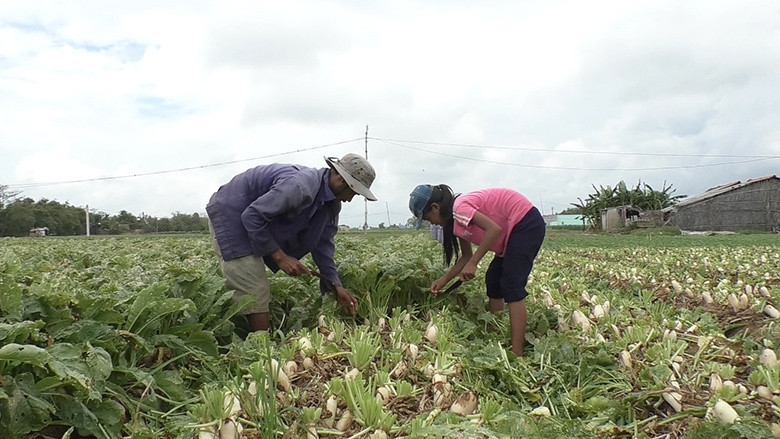 Thu hoạch củ cải trắng ở thị xã Vĩnh Châu, tỉnh Sóc Trăng.