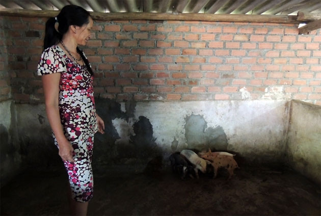 Đàn heo 35 con của gia đình anh Nguyễn Thành Nhân và chị Nguyễn Thị quy giờ chỉ còn lại năm con.