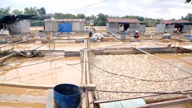 Cá chết nổi trắng nhiều bè trên sông Đồng Nai.