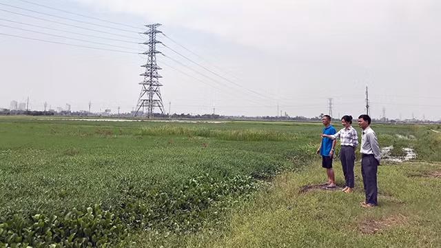 Khu đất ruộng bỏ hoang tại thôn Mỹ, xã Mỹ Thắng (huyện Mỹ Lộc, Nam Ðịnh).