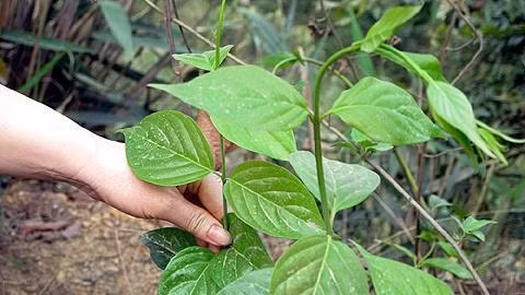 Cây lá ngón mọc nhiều ở vùng cao huyện Pác Nặm, Bắc Cạn.