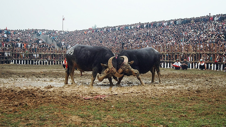 Nhiều di sản đã được phục dựng theo cách cắt xén, ham “hội” mà quên “lễ”. Trong ảnh: Hội chọi trâu Hải Lựu, huyện Lập Thạch, tỉnh Vĩnh Phúc. Ảnh: ANH TUẤN