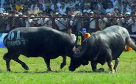 Tưng bừng, hấp dẫn Hội chọi trâu Đồ Sơn 2007