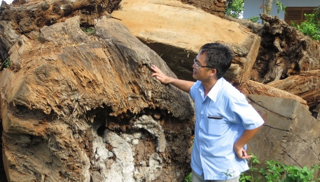 Gần 40 m3 gỗ thủy tùng quý hiếm ngày đêm phơi nắng, dầm mưa đang bị mục nát dần.