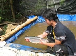 Mô hình nuôi cá hồi thương phẩm
của gia đình anh Thịnh.