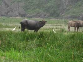 Thiên nhiên hoang dã.