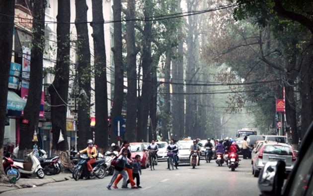  Cổ thụ trong phố