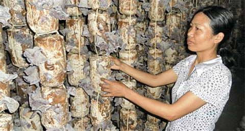 Nghề trồng nấm tại xã Đốc Tín (Mỹ Đức) góp phần giải quyết việc làm và tăng thêm thu nhập cho người dân. Ảnh: THU HÀ.