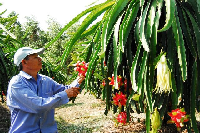 Mô hình trồng thanh long theo hướng GAP để xuất khẩu được nhiều nông dân triển khai.