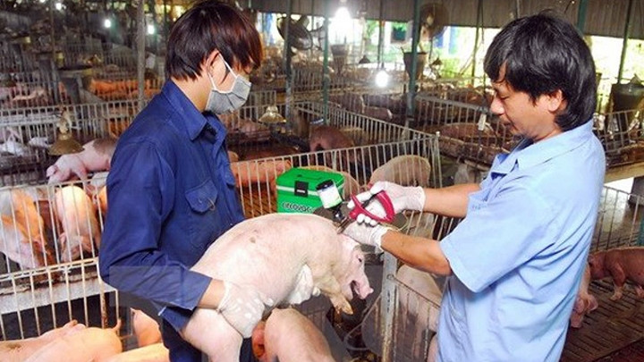 Công tác tiêm phòng dịch bệnh, tuyên truyền cho người dân phòng, chống dịch phải được tiến hành thường xuyên, liên tục.