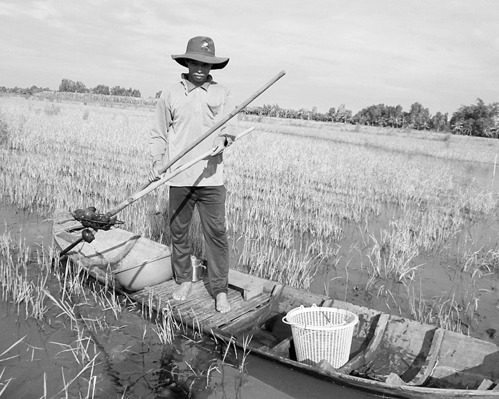 Nông dân thị xã Long Mỹ (Hậu Giang) bắt ốc bươu vàng. Ảnh: NGUYỄN TRẦN