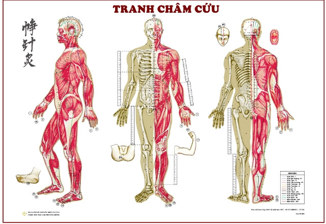 Cẩm nang không chỉ cho nghề châm cứu
