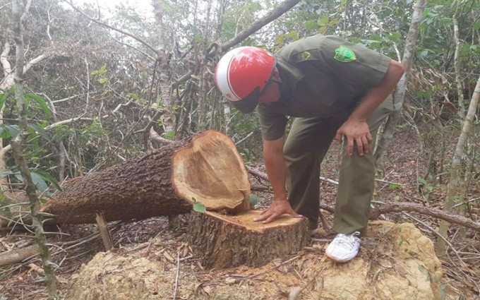 Rừng do Công ty TNHH MTV lâm nghiệp Ea Kar quản lý tại thôn 15, xã Cư Yang bị lâm tặc khai thác trái phép.