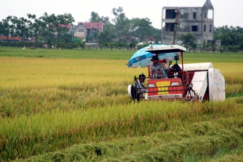 Sử dụng máy gặt thu hoạch lúa trên cánh đồng huyện Phúc Thọ (Hà Nội).         Ảnh: THU HÀ
