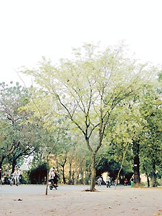 Cây sưa trên đường phố Hà Nội.