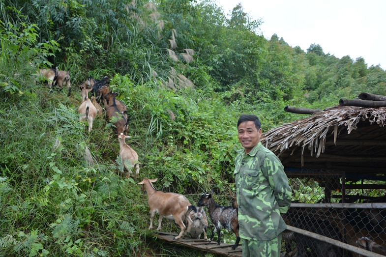 Đàn dê của gia đình anh Lương Quốc Bình chăn thả trên đảo hồ Thác Bà.