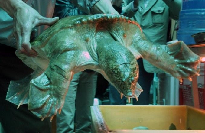 Cá thể ba ba nặng 17,5kg đang được tạm giữ.