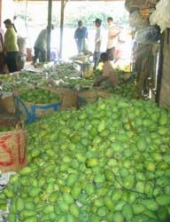 Cồn Quy giàu nhờ con đê