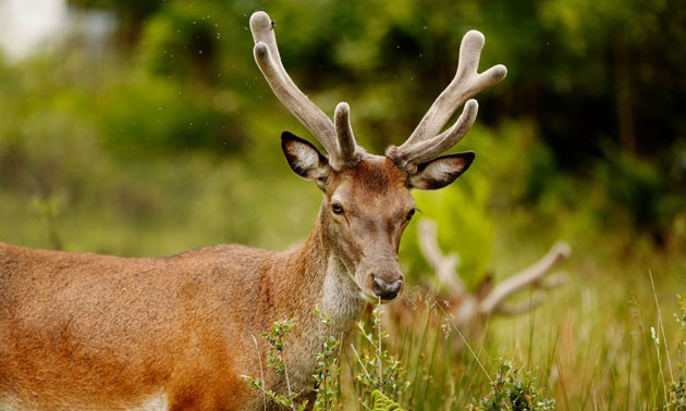  Bảo tồn hươu đỏ tại đảo Rum