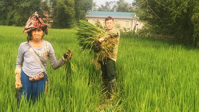 Nông dân bản Noong Nhai 1, xã Thanh Xương vẫn ngày ngày đi cắt “lúa ma” làm thức ăn cho gia súc.