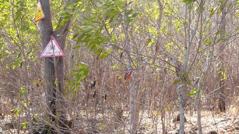 Nhiều cánh rừng ở Bình Châu, huyện Xuyên Mộc, đang khô ròn trong nắng nóng.