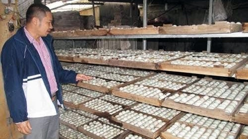 Anh Nguyễn Đăng Cường kiểm tra máy ấp trứng vịt trời.