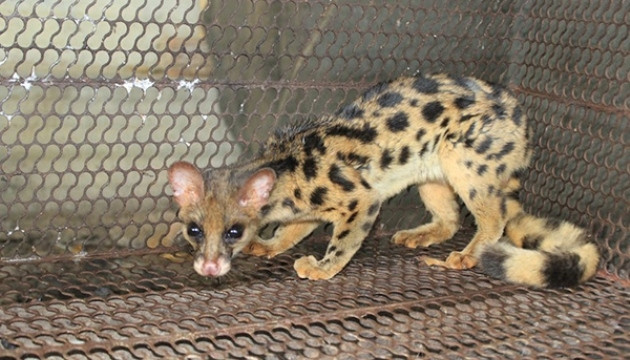 Cầy gấm được tịch thu tại gia đình Võ Quốc Quang.